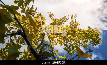 Dünner Baumstamm aus der Nähe. Rissige Rinde des jungen Ginkgo Biloba Baumes mit gelben Blättern im Herbstwald. Schöner natürlicher Hintergrund Stockfoto