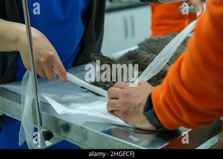 Ein Chirurg und Tierärzte, die eine Operation an einer Katze in einem Tierkrankenhaus durchführen Stockfoto