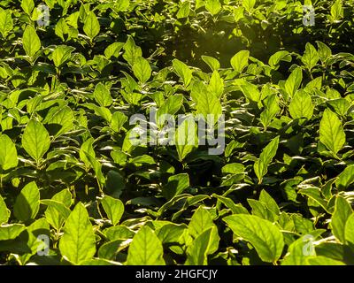 Grünes Sojabohnenfeld in der brasilianischen Farm Stockfoto