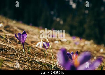 Lila Blüten, Krokusse und Schneeglöckchen auf gelbem Gras, Frühling Stockfoto