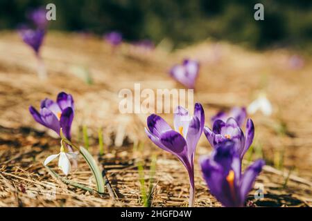 Lila Blüten, Krokusse und Schneeglöckchen auf gelbem Gras, Frühling Stockfoto