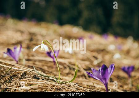 Lila Blüten, Krokusse und Schneeglöckchen auf gelbem Gras, Frühling Stockfoto