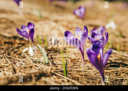 Lila Blüten, Krokusse und Schneeglöckchen auf gelbem Gras, Frühling Stockfoto