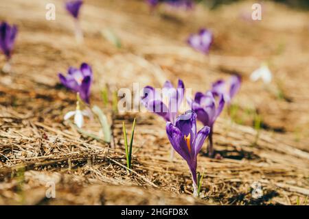 Lila Blüten, Krokusse und Schneeglöckchen auf gelbem Gras, Frühling Stockfoto