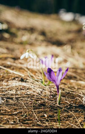 Lila Blüten, Krokusse und Schneeglöckchen auf gelbem Gras, Frühling Stockfoto