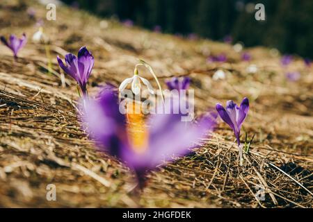 Lila Blüten, Krokusse und Schneeglöckchen auf gelbem Gras, Frühling Stockfoto