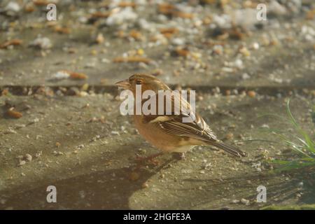 Ein männlicher Buchfink (Fringilla coelebs), der auf auf Gartenplatten verstreut auf Vogelfutter speist Stockfoto