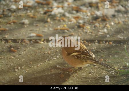 Ein männlicher Buchfink (Fringilla coelebs), der auf auf Gartenplatten verstreut auf Vogelfutter speist Stockfoto