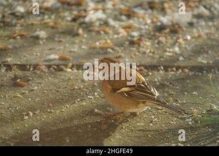 Ein männlicher Buchfink (Fringilla coelebs), der auf auf Gartenplatten verstreut auf Vogelfutter speist Stockfoto