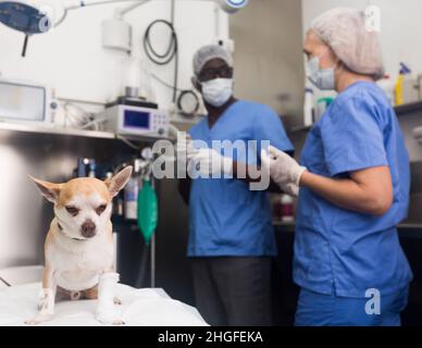 Kleiner Hund in der Tierarztklinik auf dem Tisch, Tierärzte auf dem Hintergrund Stockfoto