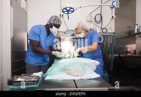 Tierärzte, die Operation für Hund in einer Tierklinik Stockfoto