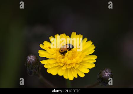 Exemplar von Lachnaia pubescens, einer Art koleopteraner Insekten oder Käferarten, die auf einer gelben Wildblume steht. Es wird von Nordwestafrika bis zum I gefunden Stockfoto
