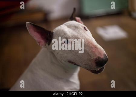 Der Vollbluthund hat eine Ruhe. Pit Bull liegt auf dem Boden. PET nimmt Zuneigung an. Porträt eines Haustiers. Weiße Hundehaare. Langgestrecktes Gesicht. Die Nase des p Stockfoto