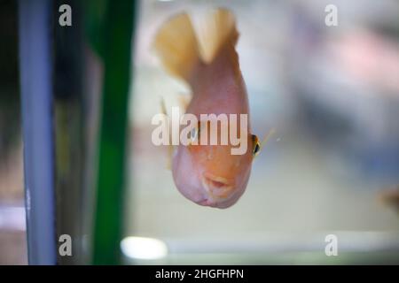 Aquarium mit Fischen. Exotische Bewohner des Meeres. Ruhige Beobachtung der Tiere im Wasser. Weiche Farben. Unterwasser Einwohner. Stockfoto