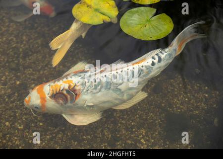 Japanische Fische im Teich. Großer dekorativer Barsch im Wasser. Die Fische schwimmen in einem künstlichen Reservoir. Weiß-orange Farbe des Störs im See Stockfoto