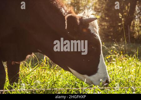 Eine Kuh grast auf einem Bauernhof im Dorf. Eine Kuh frisst Gras, um Milch zu geben. Kälber werden für Fleisch gezüchtet. Viehzucht auf dem Land. Eine Kuh knabbert Gras Stockfoto