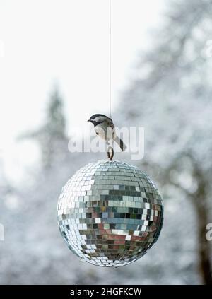 Chickadee auf einem Diskoball an einem Wintertag. Stockfoto