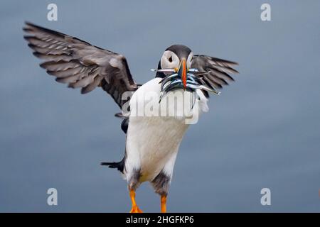 Papageitaucher mit Sandaale im Flug Stockfoto