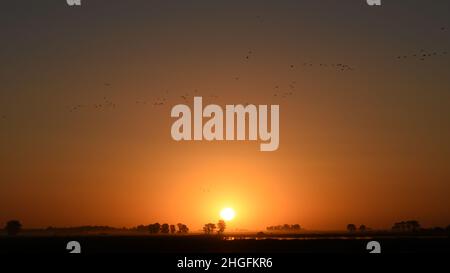 Schöner Sonnenuntergang mit Vögeln, die am Laguna Navarro See, Buenos Aires, Argentinien fliegen Stockfoto