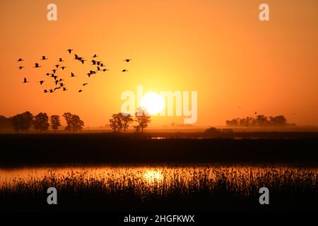 Schöner Sonnenuntergang mit Vögeln, die am Laguna Navarro See, Buenos Aires, Argentinien fliegen Stockfoto