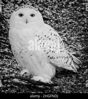 Verschneite Eule Calgary Zoo Alberta Stockfoto