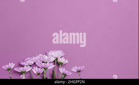 Minimalistisches Banner mit rosa Gänseblümchen auf einem rosa Hintergrund. Frühling, Urlaubskonzept. Stockfoto
