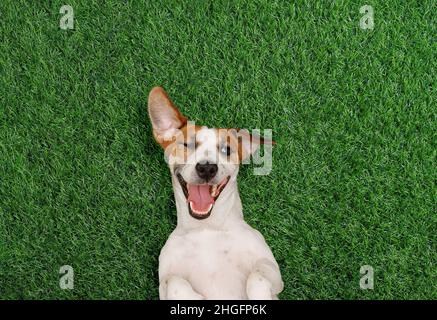 Witziger Hund zwinkert und lächelt auf dem grünen Gras im Park. Glückskonzept. Stockfoto