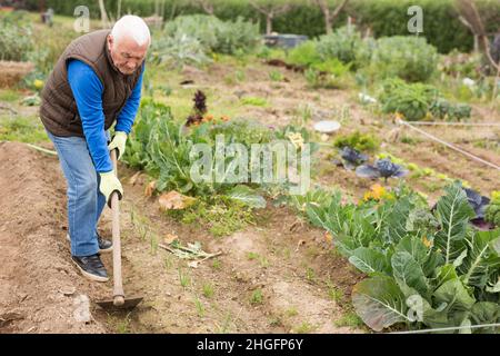 Älterer Mann, der auf Gemüsegeihen Boden hagt Stockfoto