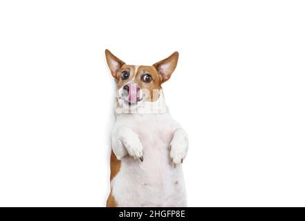 Hungriger, fetter Hund leckt seine Nase mit Zunge auf weißem Hintergrund. Stockfoto