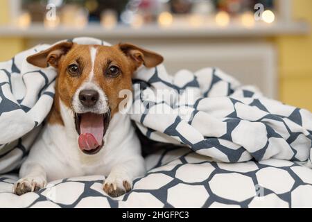 Netter Jack russell Hund, der unter einer Decke schläft oder sich ausruht. Stockfoto