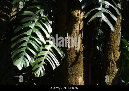 Große grüne Blätter von Monstera Deliciosa ist eine schöne Kletterpflanze auf Baumstamm Stockfoto