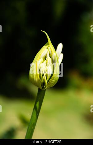 Nahaufnahme einer einzigen weißen Agapanthus' schützenden Braktöffnung. Stockfoto
