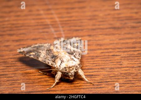 Braune flauschige Motte auf einem Tisch Stockfoto