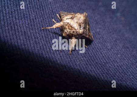 Sonnenbaden flauschige Motte auf einem Tuch sitzen Stockfoto