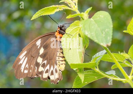 Schön gemusterter schwarzer und weißer dicker Schmetterling Stockfoto