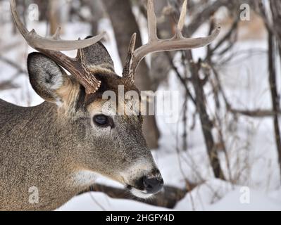 Ein 3/4-Ansicht Porträt eines weißen Schwanzbucks im Winter in Thunder Bay, Ontario, Kanada. Stockfoto