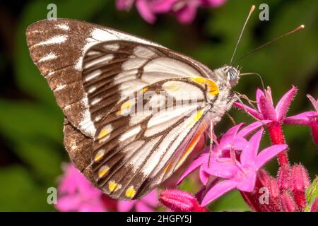 Schmetterling mit weißem und schwarzem Muster, der auf einer rosa Blume ruht Stockfoto