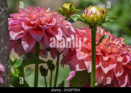 Rosa Dahlien - Blumen Stockfoto