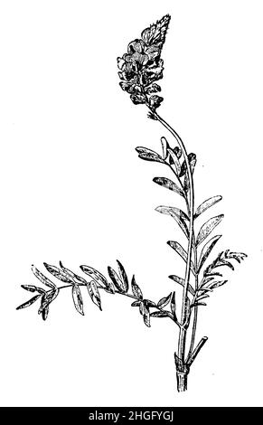 Gewöhnliches Sainfoin, Onobrychis viciifolia SYN Onobrychis sativa, (Botanikbuch, 1910), Esparsette, Futter- , Ainfoin culé Stockfoto