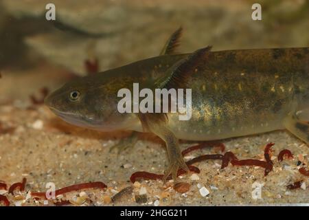 Nahaufnahme einer großen aquatischen großen Larve des barred Tiger Salamander, Ambystoma mavortium, die sich an Blutwürmern ernährt Stockfoto