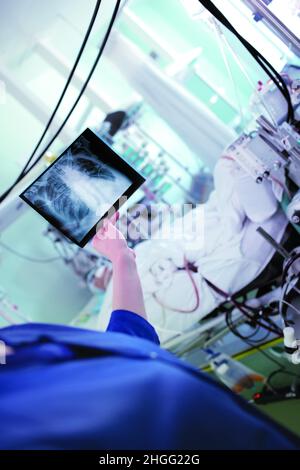 Gesundheitshelferin, die einen Röntgenfilm der Brust des Patienten auf der Krankenstation neben dem Bett hält. Stockfoto