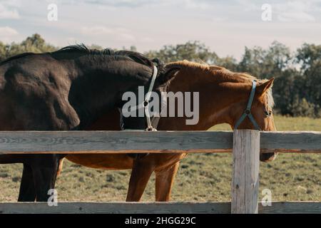 Zwei Zugpferde mit Haltern stehen im Fahrerlager. Stockfoto