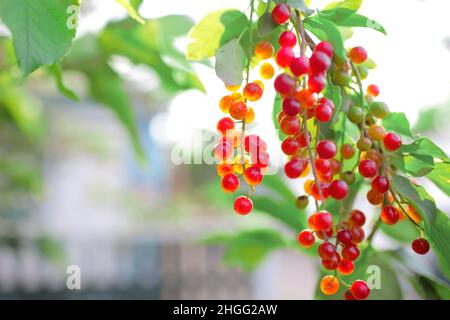 Cluster von roten Beeren auf dem Brunch von Bäumen im Dorfgarten. Stockfoto