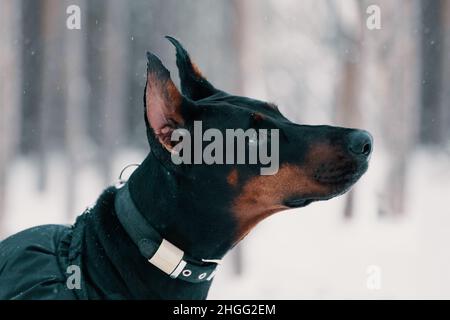 Dobermann ist im Freien, Nahaufnahme Porträt Stockfoto