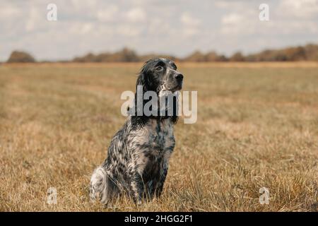 Hund sitzt auf einem Feld auf dem Land. Stockfoto