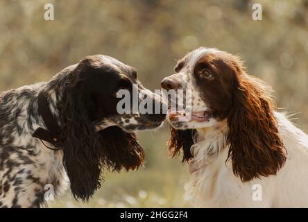 Zwei Hunde sind im Freien. Stockfoto