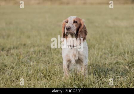 Der Waffenhund steht auf einem Feld. Stockfoto