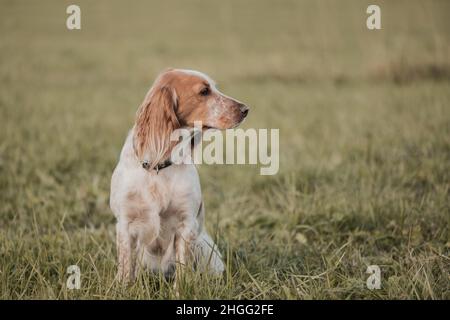 Spaniel sitzt auf einem Feld im Freien und schaut weg. Stockfoto