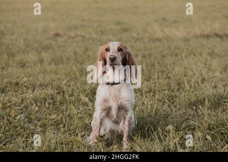 Ein Hund sitzt im Gras auf dem Land. Stockfoto