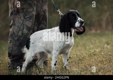 Welpe von Spaniel, der in der Nähe von männlichen Beinen im Freien steht. Stockfoto